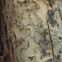 Insect damage