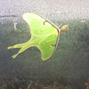 Luna Moth