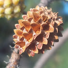Beach She-oak