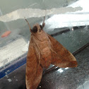 Sphingidae