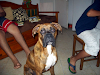 Busco Novia Para Mi Boxer No Importa El Color