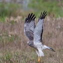 Northern Harrier