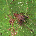 Cricket - Restless Bush Cricket (Female)