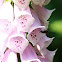 Vingerhoedskruid (Digitalis purpurea)