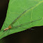 Long Legged Spider