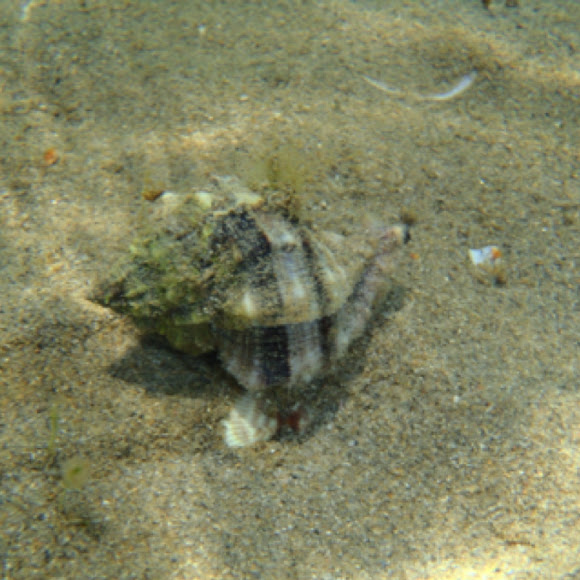 Spotting Image 1