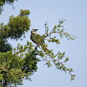 Northern Mockingbird