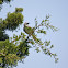 Northern Mockingbird