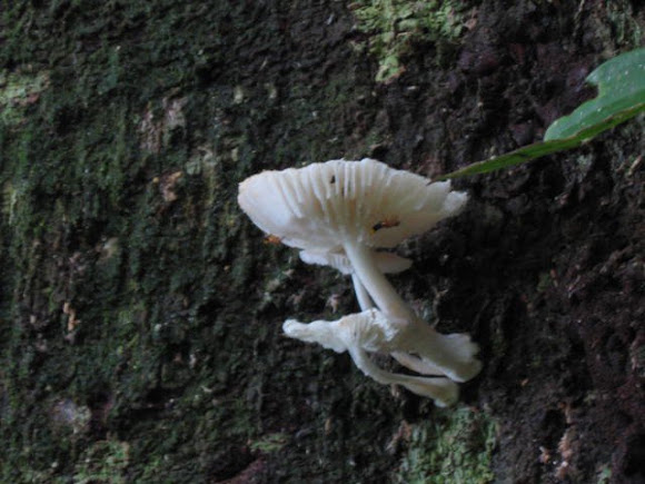 Spotting Image 1