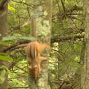 Eastern chipmunk
