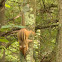 Eastern chipmunk