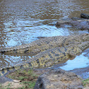 Nile Crocodile