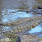 Nile Crocodile