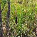 Common Cattail