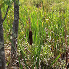 Common Cattail
