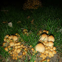 Glistening Ink Cap