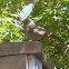 California Towhee