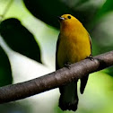 Prothonotary Warbler