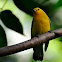 Prothonotary Warbler