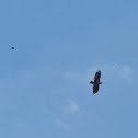 Bald eagle (juvenile - being mobbed by a boat-tailed grackle)