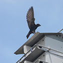 Purple Martin