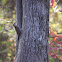 Northern Flicker