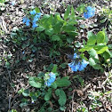 Virginia Bluebell