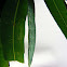 Green Looper Moth Caterpillar