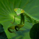Mantis