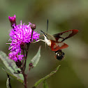 Humming bird moth