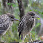 Black crowned night heron (Juvenile)