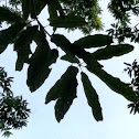 Lea's Oak