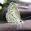 Pale Grass Blue