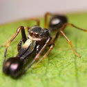 Ant Mimicking Jumping Spider