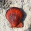 Scallop Shell