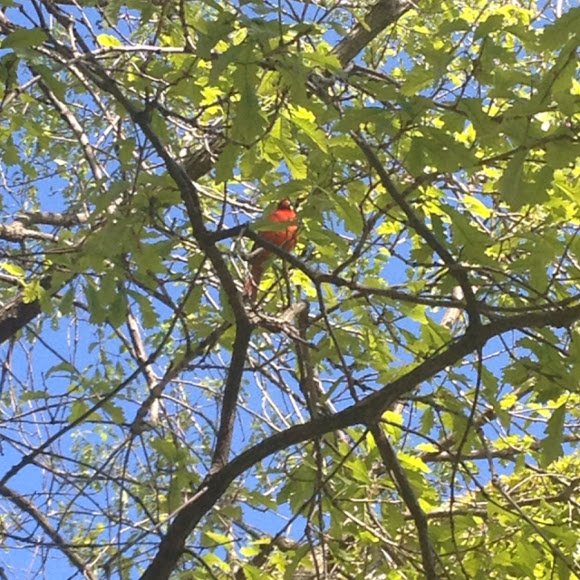 Spotting Image 1