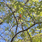 Cardinal