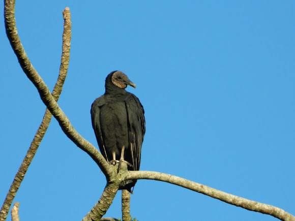Spotting Image 1