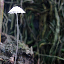 Fungi~