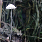 Fungi~