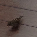 Unnamed spotting