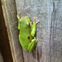 American Green Tree Frog