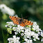 Landkaartje (Araschnia lavana)