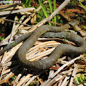 Northern Watersnake