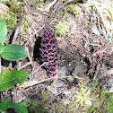 Vancouver Groundcone