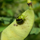 stink bug