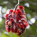 Morpho butterfly caterpillar