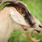 Domestic Goat