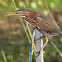 Green Heron