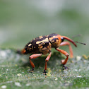 weevil